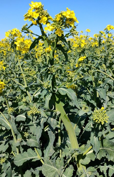 IMG_20250427_143752710 (1).jpg