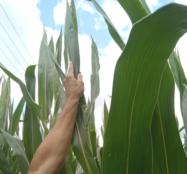 IMG_20250725_152451_522 (1).jpg