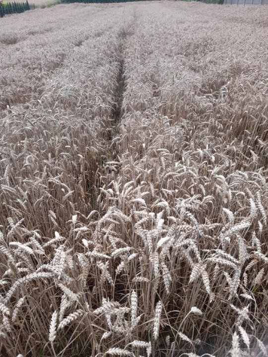 357308518_3679005032331975_8004498374670464897_n (2).jpg