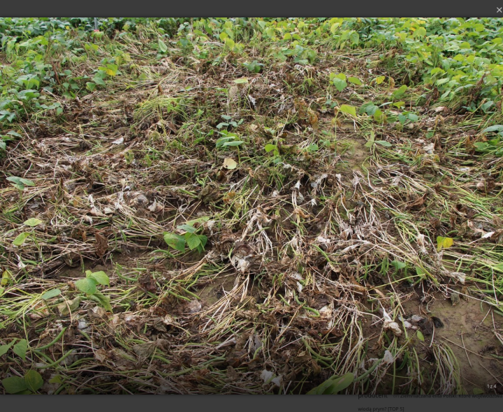 Screenshot 2025-08-04 at 21-31-28 Fasola - zgnilizna twardzikowa - warzywa.pl.png