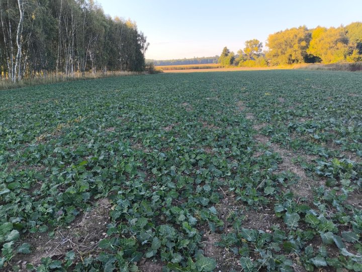 Zdjęcie WhatsApp 2025-10-03 o 17.14.29_0129c1ba.jpg