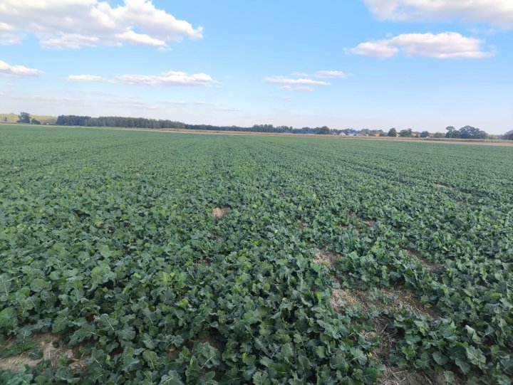 Zdjęcie WhatsApp 2025-10-03 o 17.14.30_1456f99d.jpg