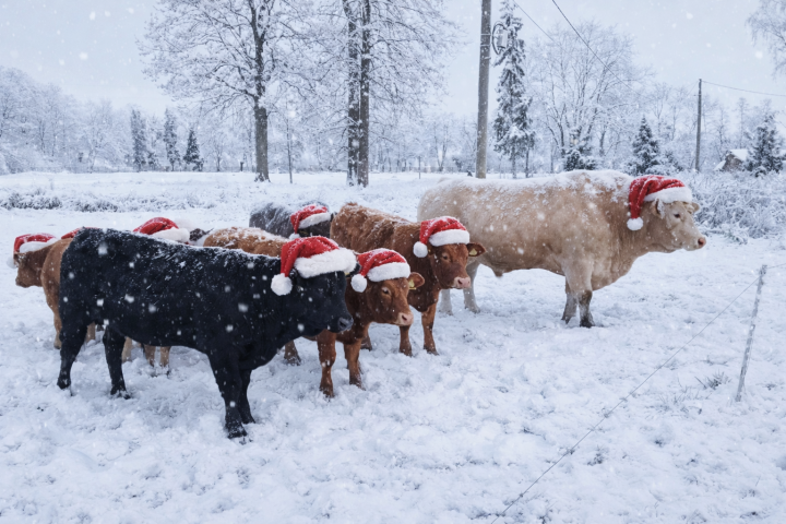 ChatGPT Image 25 gru 2025, 14_17_48.png