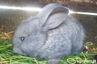 rabbit009
