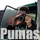 Pumas