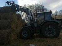 koral16