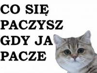 UrsusCzesio
